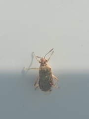 Liorhyssus