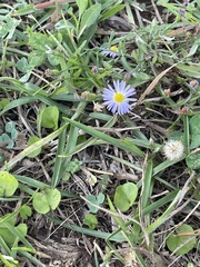 Symphyotrichum divaricatum