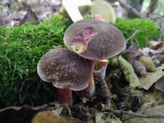 Xerocomellus pruinatus