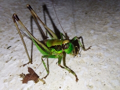 Eupholidoptera chabrieri