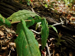 Symphyotrichum phlogifolium