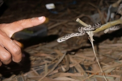 Boiga multomaculata