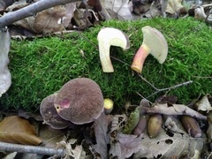 Xerocomellus pruinatus