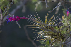 Tillandsia aeranthos