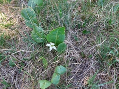 Jaborosa integrifolia