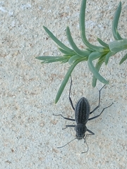 Somaticus