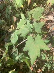 Ribes americanum