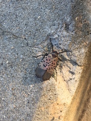 Lycorma delicatula
