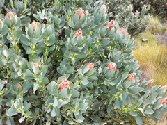 Protea grandiceps