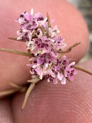 Polygonum spergulariiforme