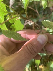 Ribes americanum