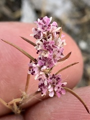 Polygonum spergulariiforme