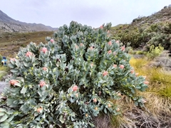 Protea grandiceps