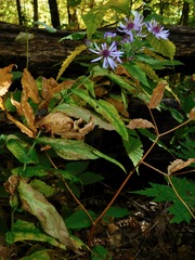 Symphyotrichum phlogifolium