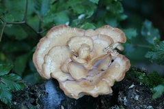 Pleurotaceae