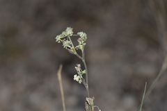 Seseli tommasinii