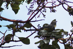 Ptiliogonys cinereus