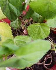 Malvaviscus arboreus