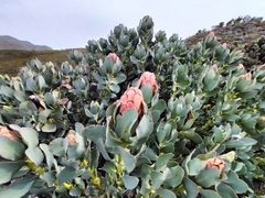 Protea grandiceps