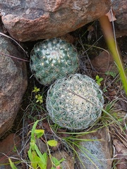 Coryphantha