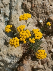 Oncosiphon suffruticosus