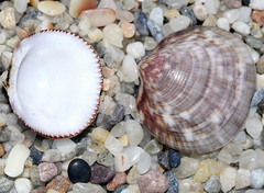 Glycymeris glycymeris