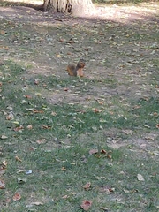 Sciurus niger