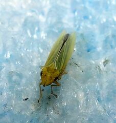 Draeculacephala balli