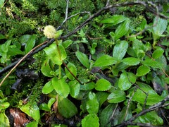 Leptarrhena pyrolifolia