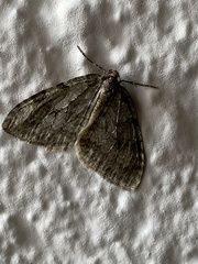 Operophtera brumata