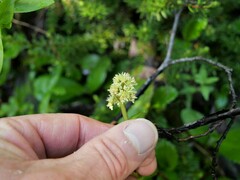 Leptarrhena pyrolifolia