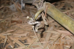 Boiga multomaculata