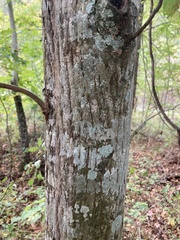 Carya cordiformis
