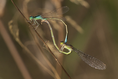 Ischnura pumilio