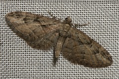 Eupithecia ericeata