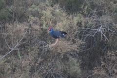 Porphyrio porphyrio