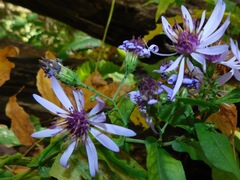 Symphyotrichum phlogifolium