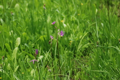 Primula jeffreyi
