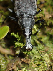 Anthribinae