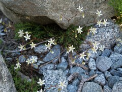 Saxifraga bronchialis