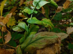 Symphyotrichum phlogifolium