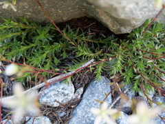 Saxifraga bronchialis