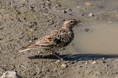 Melanocorypha calandra