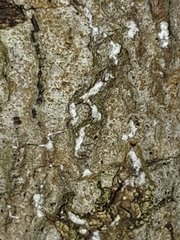 Cryptococcus fagisuga