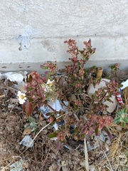 Tetragonia fruticosa