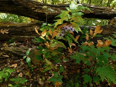 Symphyotrichum phlogifolium