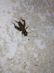 Eumodicogryllus bordigalensis