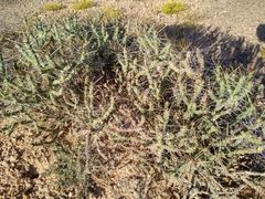 Cylindropuntia ramosissima