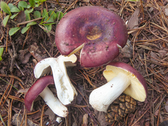 Russula integra