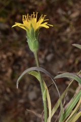 Agoseris glauca